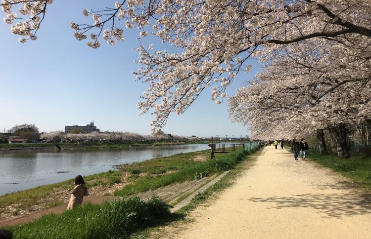 2019年4月6日　昨年の私の住んでいる近くの川の桜並木です。